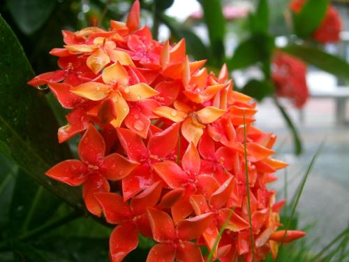 海岛龙船花干枯了怎么补救,龙船花叶尖干枯什么原因