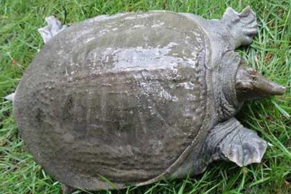 甲鱼外塘怎么肥水,甲鱼外塘养殖视频大全