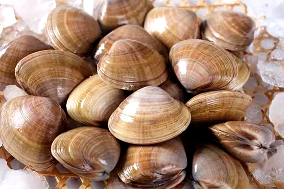 海边贝类种类,各种贝类的名称