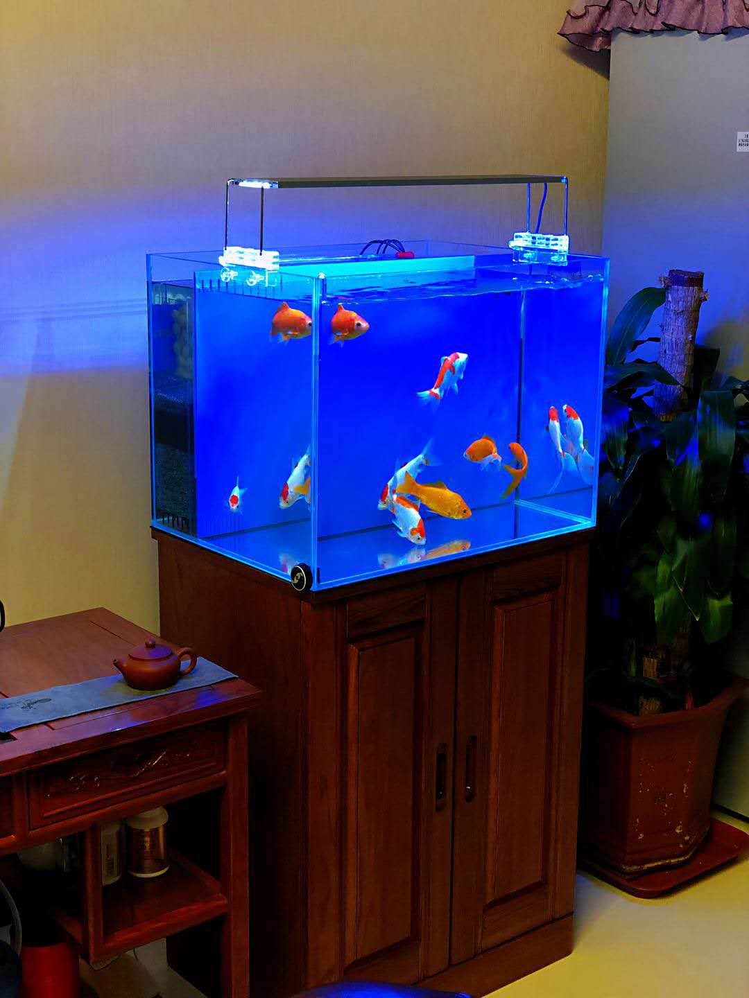 最好养的观赏鱼草金鱼的饲养要点,草金鱼饲养技巧