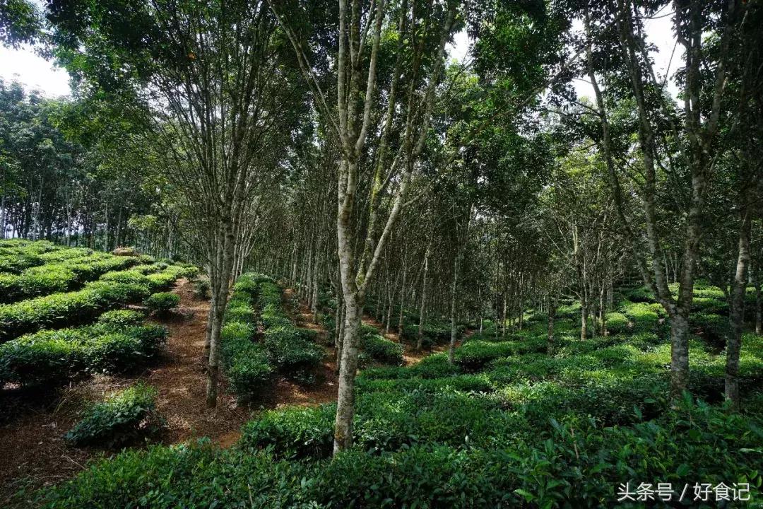 勐海县第一普洱茶,勐海茶厂最出名的茶