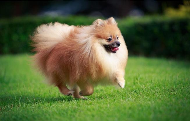 成都博美犬多少钱一只,黑色博美犬价格多少钱一只