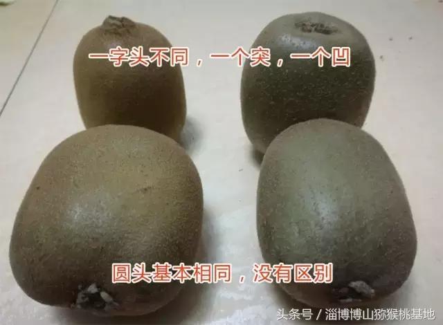 淄博源泉猕猴桃怎样识别熟了,源泉猕猴桃最新情况