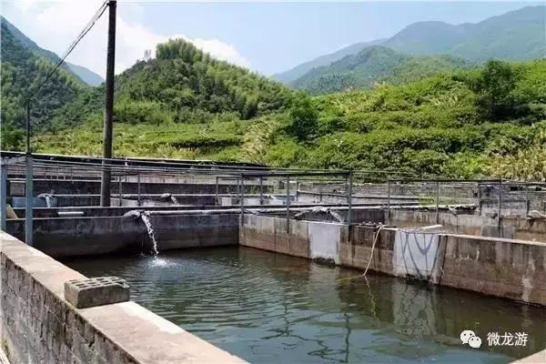 一亩养殖石斑鱼的利润是多少呢,养1万斤淡水石斑鱼盈利大概多少