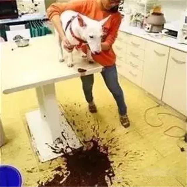 狗食物中毒肾衰竭,狗肾衰竭放弃治疗能活多久