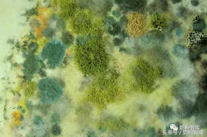 澳洲奶粉受污染事件,国外疫情严重进口奶粉能放心买吗