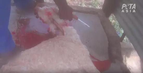 在保护组织的呼吁下多家快时尚品牌承诺不再使用马海毛