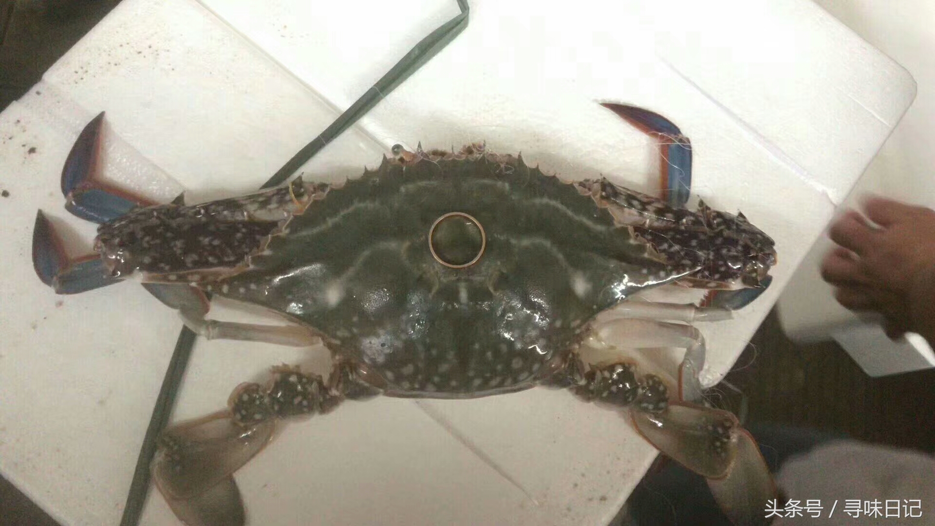 吃不完的梭子蟹怎么养起来,梭子蟹吃不习惯
