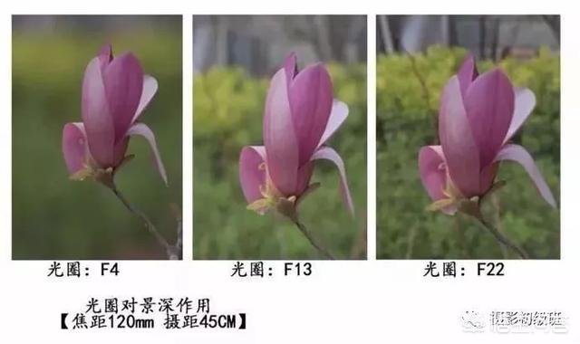 初学者单反相机入门教程,如何学习单反数码相机的简单操作