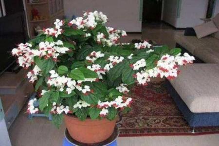 养龙吐珠好不好,龙吐珠不开花怎么养