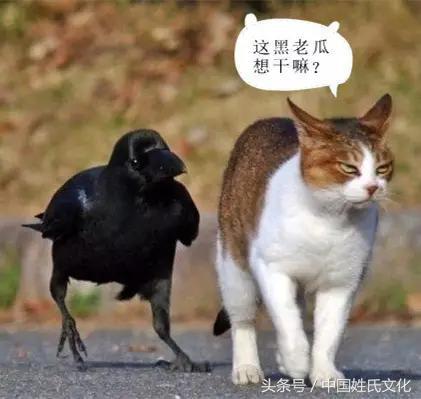 最难懂三十种方言河南话,这才是真正的正宗河南方言