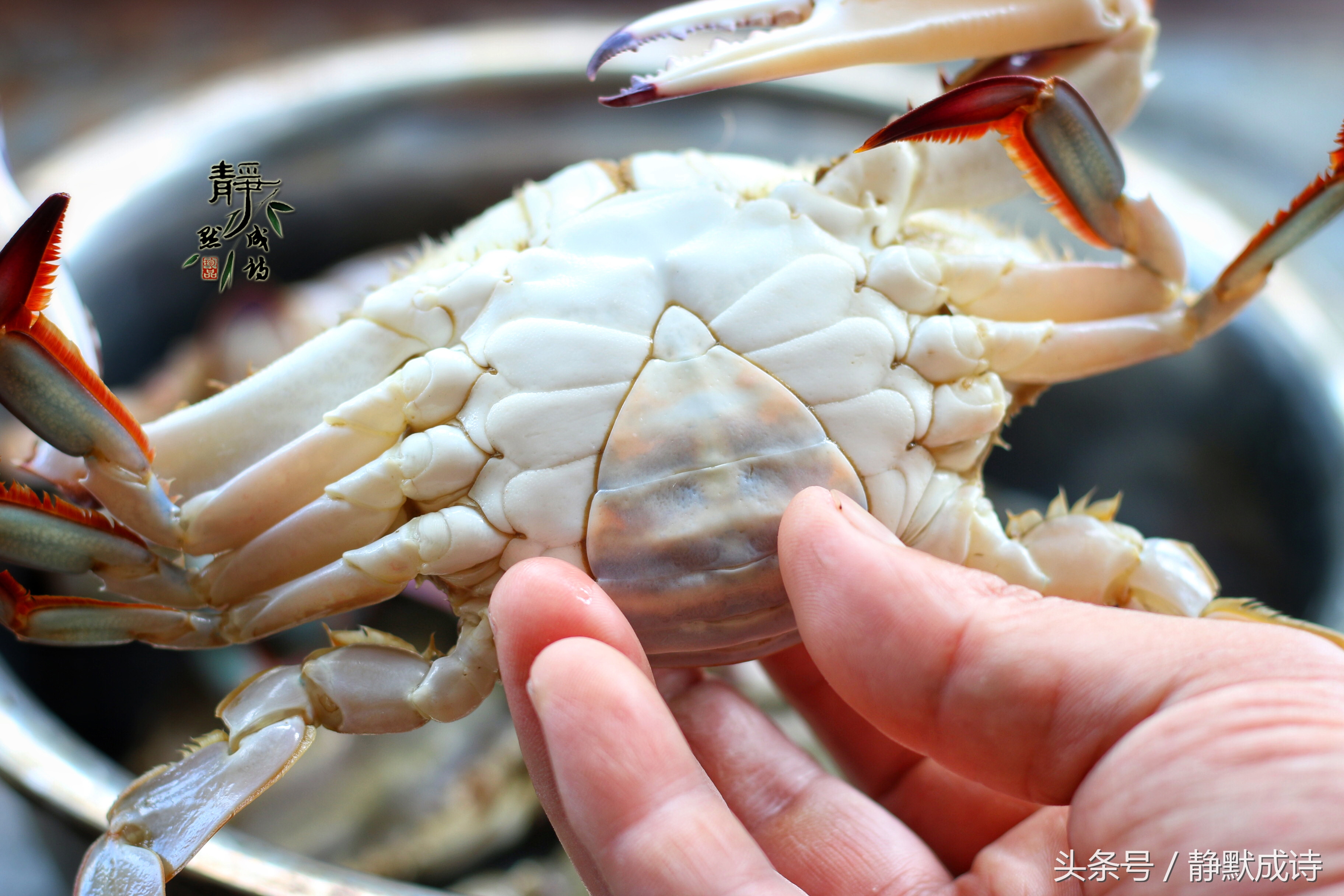 螃蟹要怎么蒸蒸多久,蒸海螃蟹是凉水蒸还是水开了再蒸