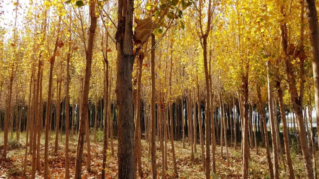 张掖是现在的什么城市,张掖一座被严重低估的城市