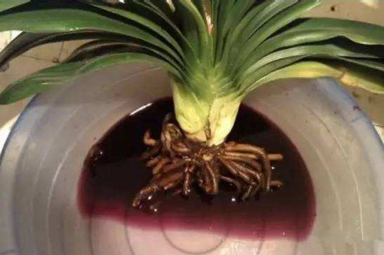 君子兰扦插秋季换盆当年能开花吗,正在开花时君子兰可以换盆吗