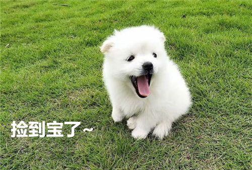 小狗刚到家怎么养柯基呢,小狗刚到家关笼子里一直叫怎么办