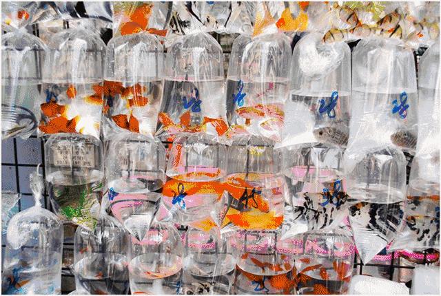 江苏人坐高铁去香港,现在高铁去香港需要什么流程最新