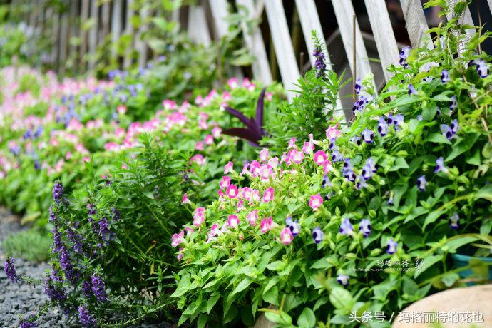 园丁修剪灌木,开满鲜花的小路教学设计一等奖