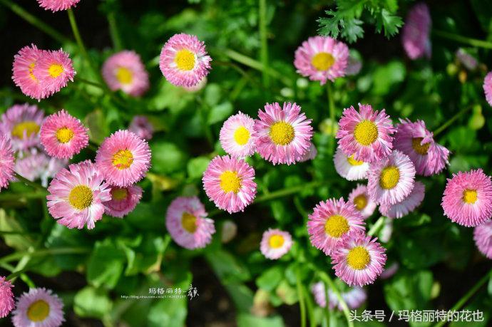 开满鲜花的小路教学设计一等奖,园丁培植万朵花