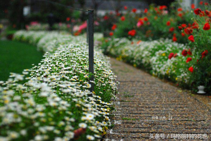 开满鲜花的小路教学设计一等奖,园丁培植万朵花