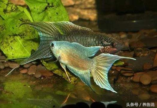 热带淡水观赏鱼三大系列,最受欢迎的热带淡水观赏鱼