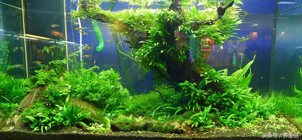 假二宇的童年回忆 (什么鱼能给人带来快乐和幸福)