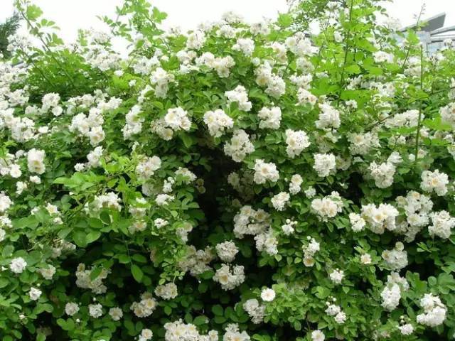 一生以花为伴,以花为伴虚度光阴