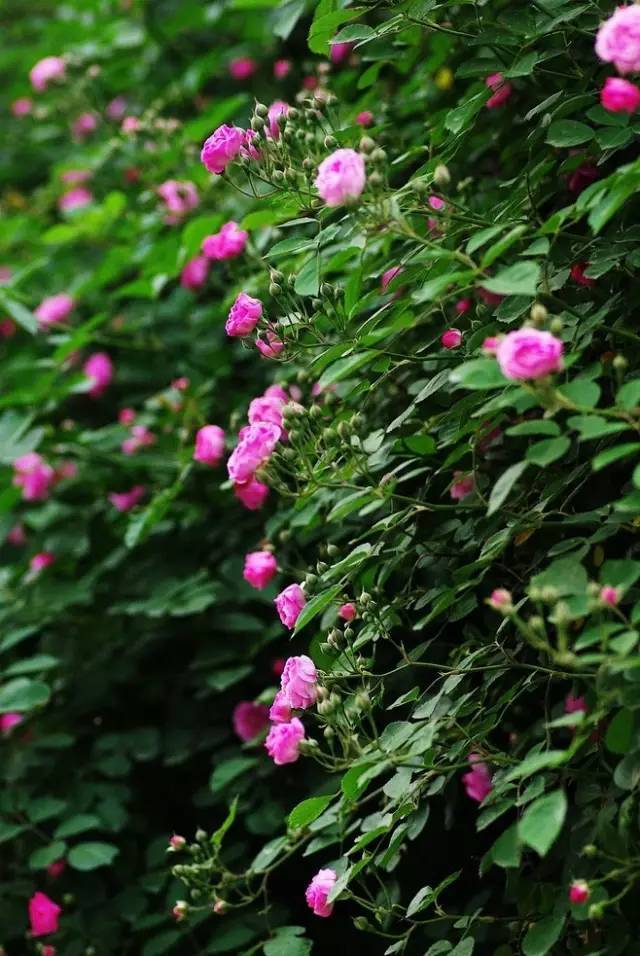 一生以花为伴,以花为伴虚度光阴