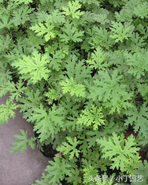 驱蚊草怎么养好看,驱蚊草怎么养才能养好