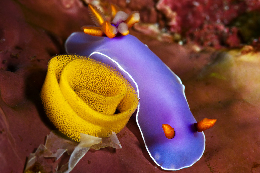 去丽贝岛飞哪个机场,去丽贝岛注意事项