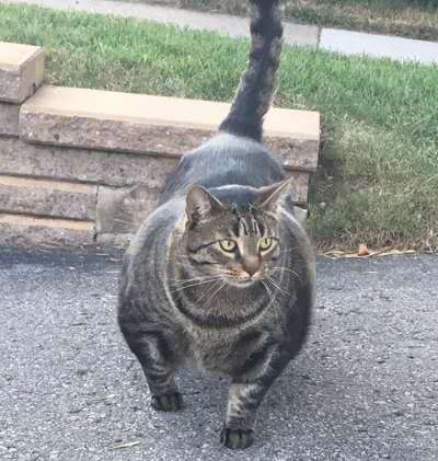 养猫怎么养胖,养猫怎么把猫养温柔