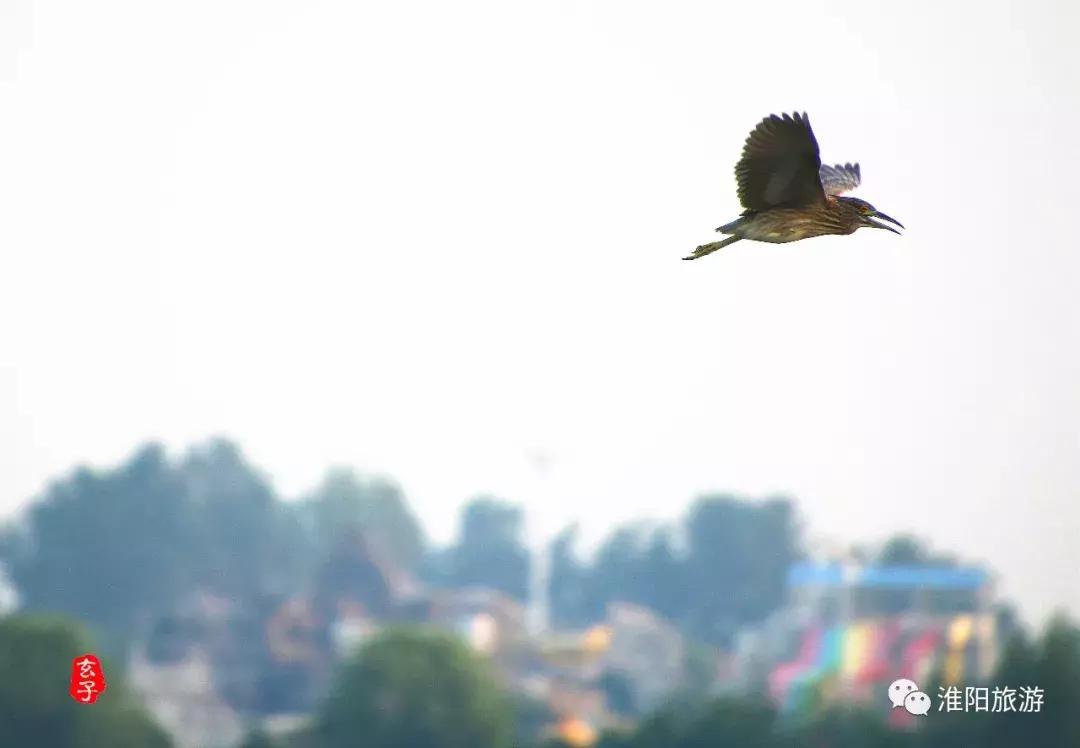 河南省政协副主席李英杰亲临淮阳“荷花杯”围棋棋王赛观战