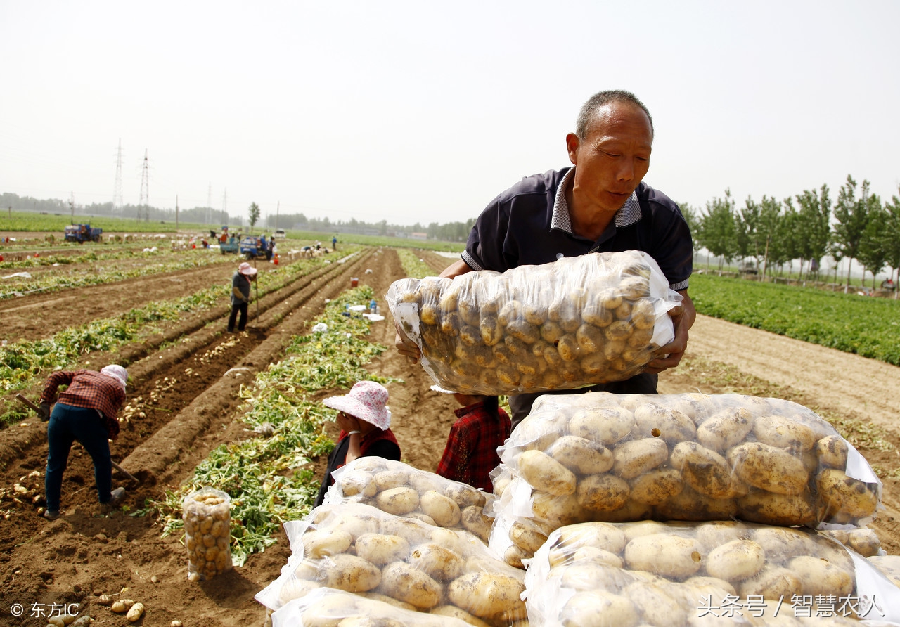 土豆储藏老是腐烂变绿怎么办?用好这3个土办法,土豆想腐烂都难