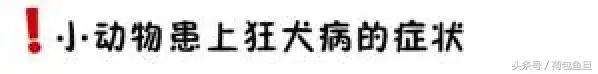 猫抓伤要打狂犬病疫苗吗,被猫抓伤咬伤会生病吗