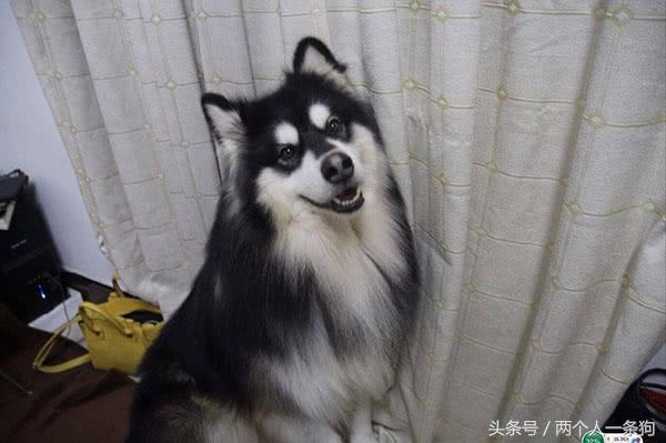 阿拉斯加跟哈士奇怎么选择,哈士奇和阿拉斯加怎么分别