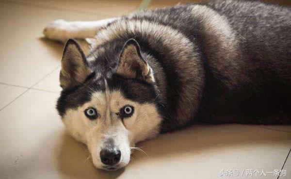 哈士奇和阿拉斯加区别眼神,边牧和阿拉斯加和哈士奇分不清