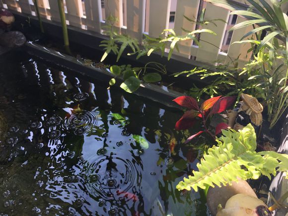 「龟龟环境篇」沼泽过滤(bogfilter):一种原生态水处理技术