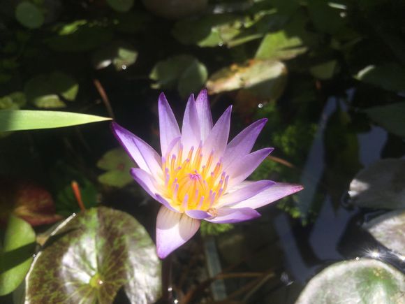 龟缸沼泽过滤系统视频,龟池沼泽过滤