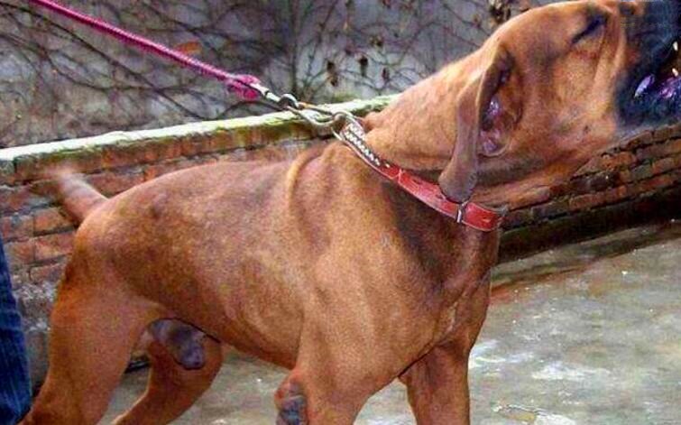 人被狗咬伤后正确的处理办法,被狗咬伤的经历