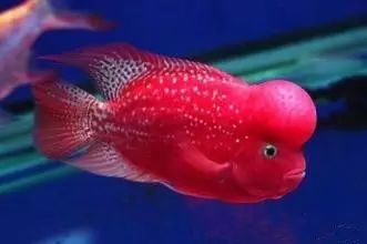 罗汉鱼刚起头需要怎么养,罗汉鱼饲养者怎么养