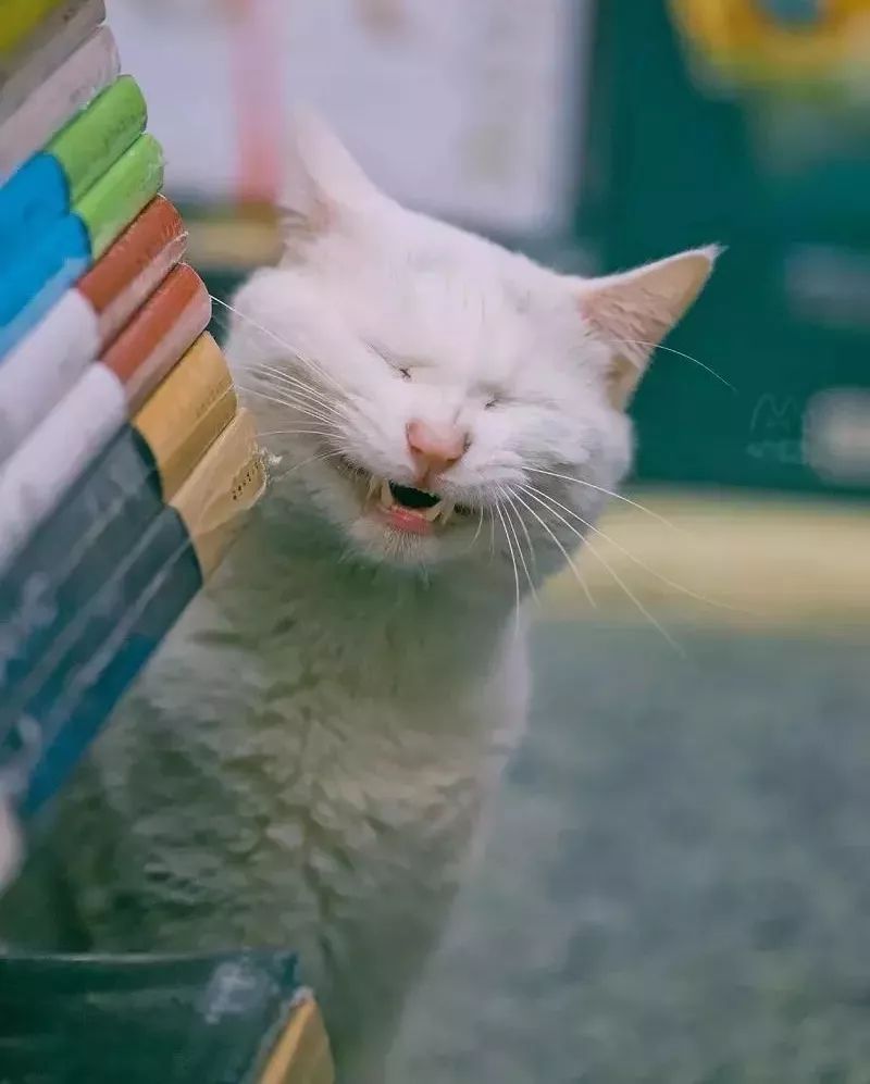 书店街卖的猫,书店猫