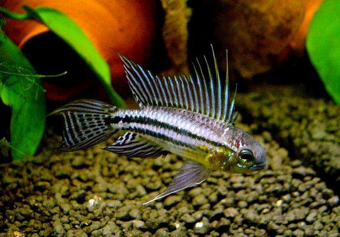 鱼缸种植水草用沙子还是水草泥好,鱼缸中种植水草需要多少温度