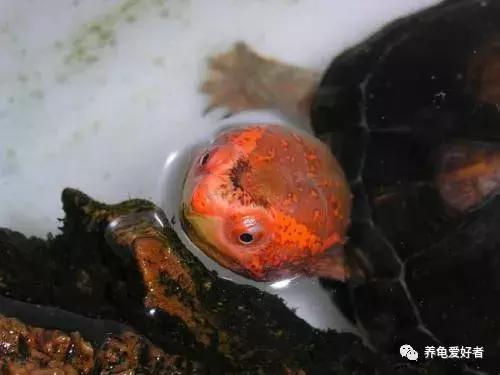 进口红面蛋龟和小种红面蛋龟区别,头盔蛋龟和红面蛋龟哪个值得入手