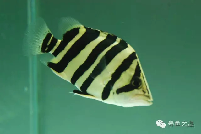 大虎鱼视频大全集,大虎鱼视频大全