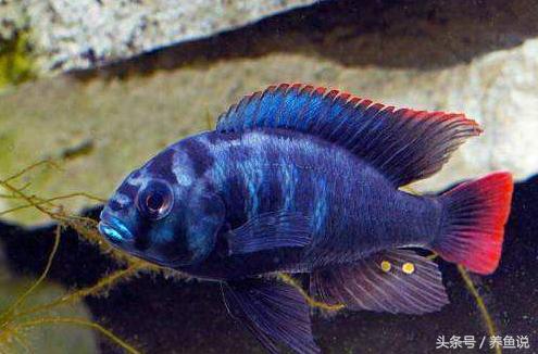 三湖慈鲷黄宽蝴蝶哪个品种最凶,三湖慈鲷系列6