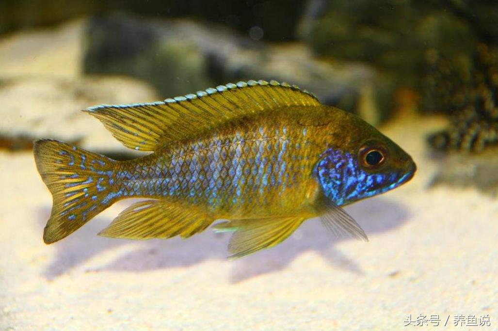 三湖慈鲷鱼繁殖教程,三湖慈鲷怎么繁殖