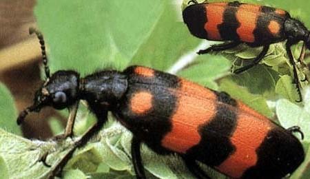 古代罕见药材,古代很罕见的奇药