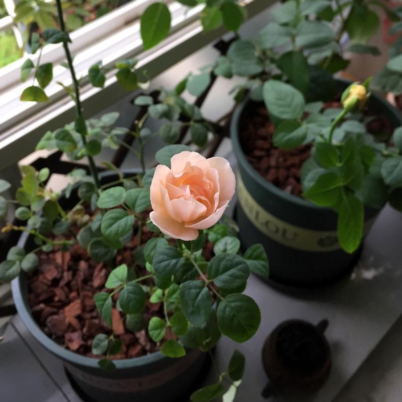 月季扦插长出愈合组织成活了吗,扦插月季有几天不黑杆就算成活