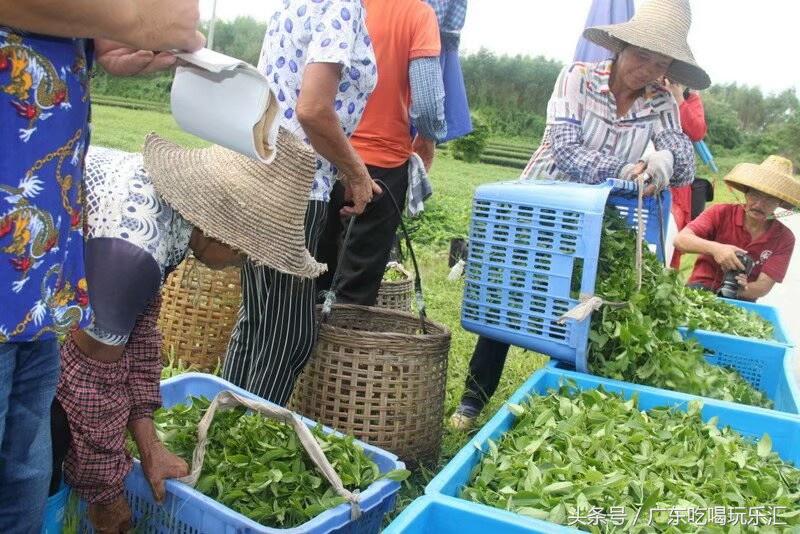 广东茗皇茶业种植基地,茗皇茶基地