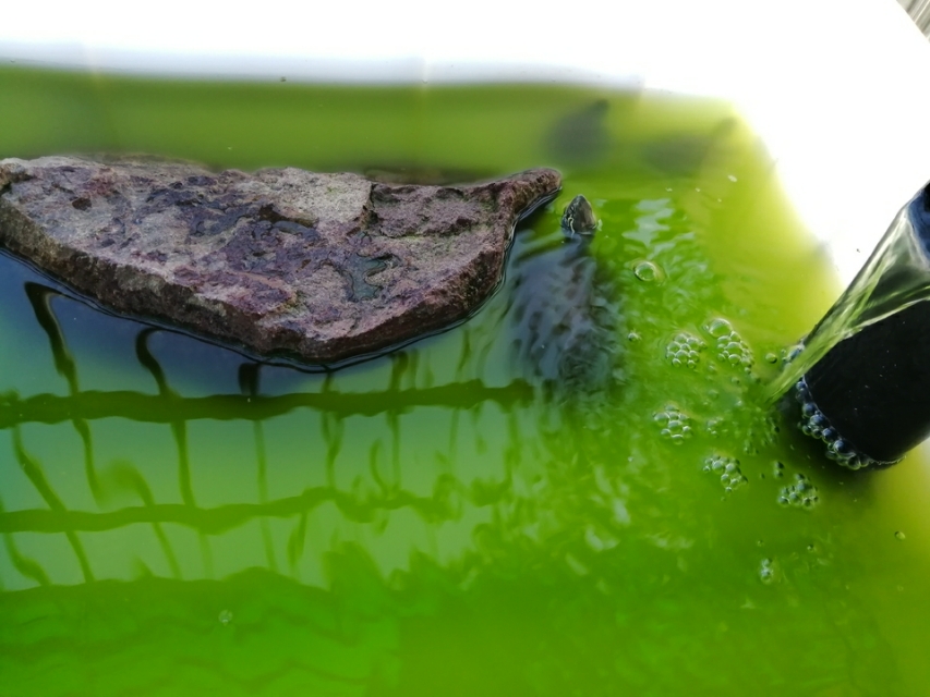 草龟苗怎么养金线会更亮,火焰龟苗和草龟苗在一起养