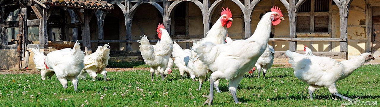 布雷斯鸡有多厉害,布雷斯鸡是什么鸡